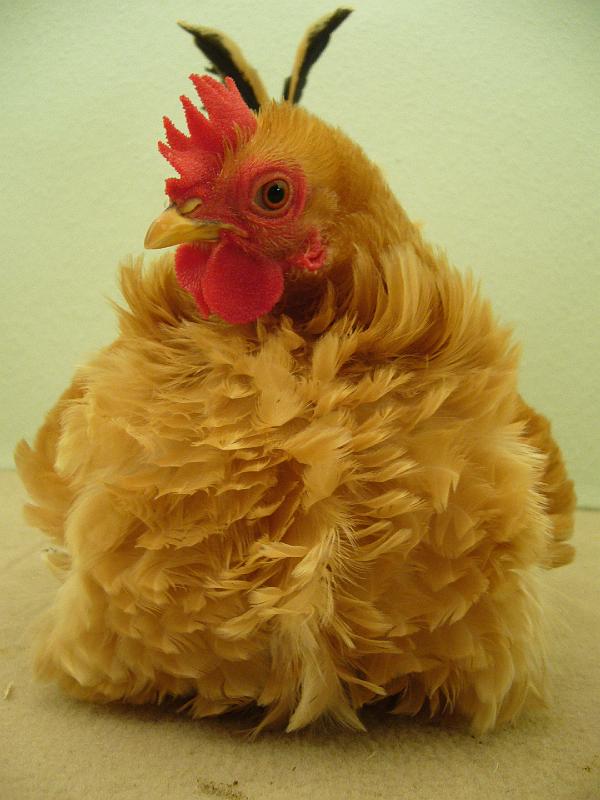 Munster 2009 254.jpg - Chabo gelb mit schwarzen Schwanz gelockt von ZG Lütkehellweg